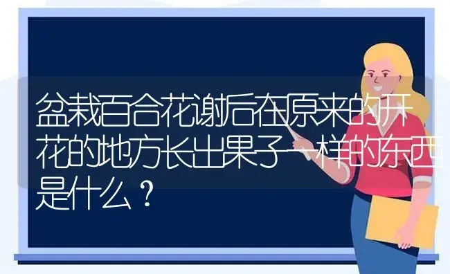 盆栽百合花谢后在原来的开花的地方长出果子一样的东西是什么？ | 绿植常识