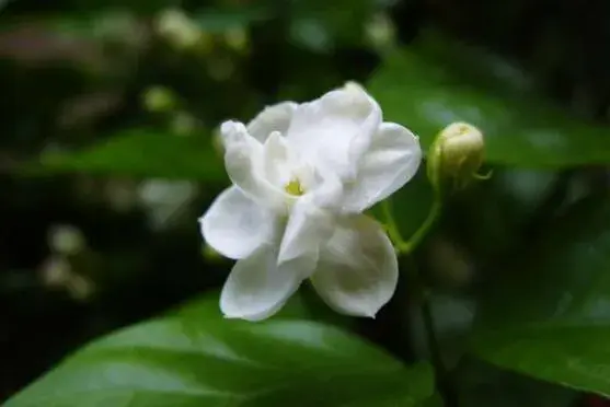 茉莉花花语不同颜色不同花语有哪些？