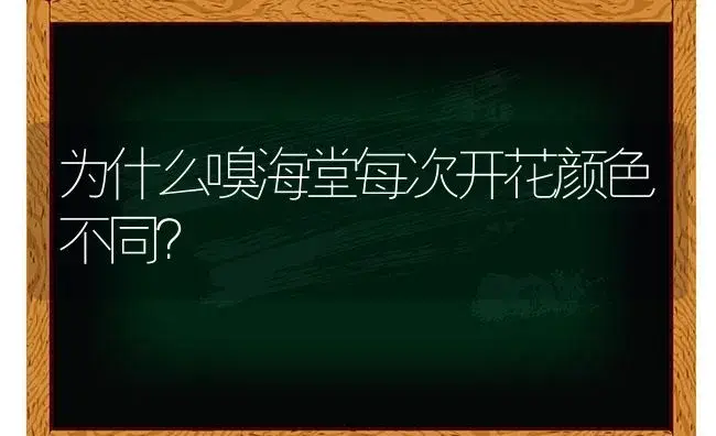 为什么嗅海堂每次开花颜色不同？ | 绿植常识