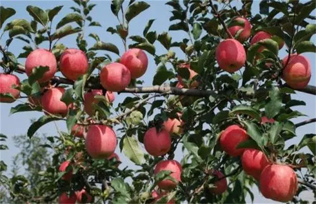 5月苹果管理技术要点