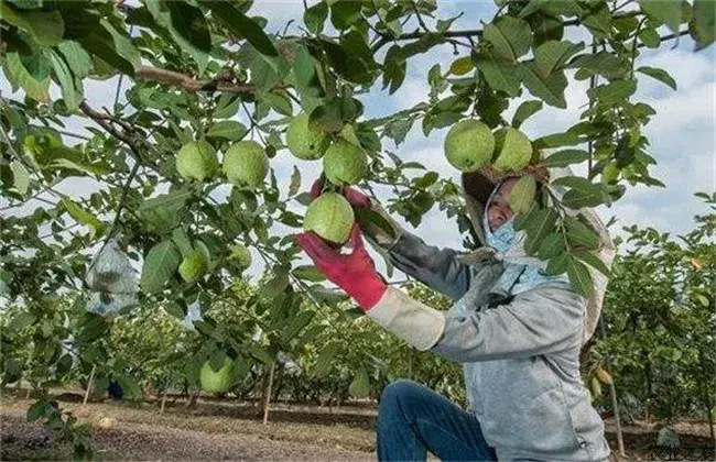 芭乐栽培与管理技术