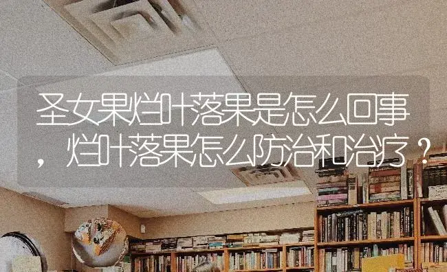 圣女果烂叶落果是怎么回事，烂叶落果怎么防治和治疗？ | 果木种植