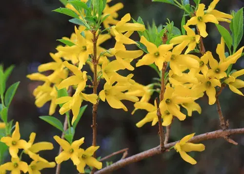 连翘花的花语是什么？