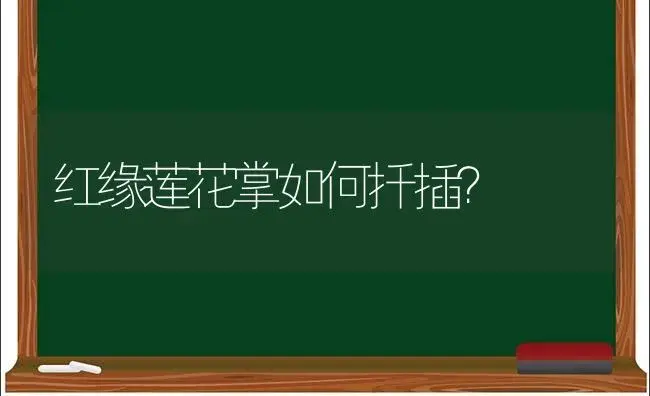 红缘莲花掌如何扦插？ | 多肉养殖