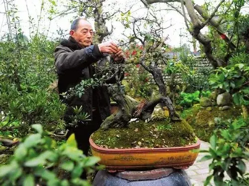 盆栽修剪 | 果树盆景修剪技术