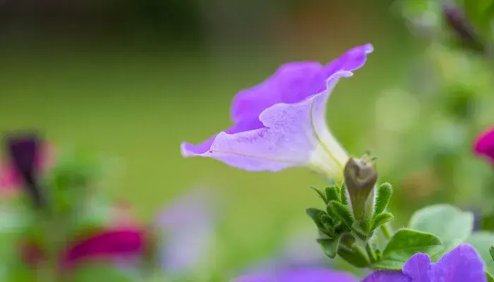 牵牛花花语是什么