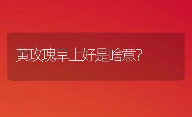 黄玫瑰早上好是啥意？ | 绿植常识