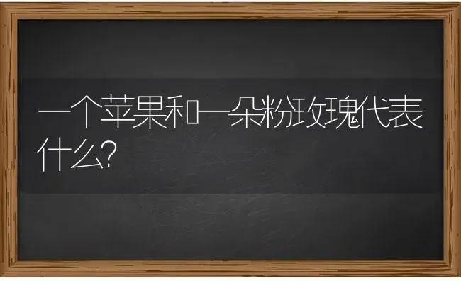 一个苹果和一朵粉玫瑰代表什么？ | 绿植常识