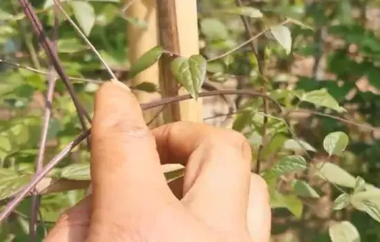 盆栽造型 | 盆栽铁线莲需要打顶吗 这样做可形成花柱造型