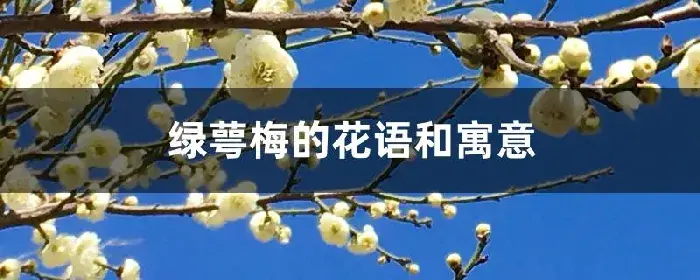 绿萼梅的花语和寓意