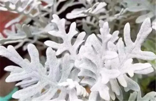 雪叶莲和银叶菊的区别 雪叶莲花语是什么