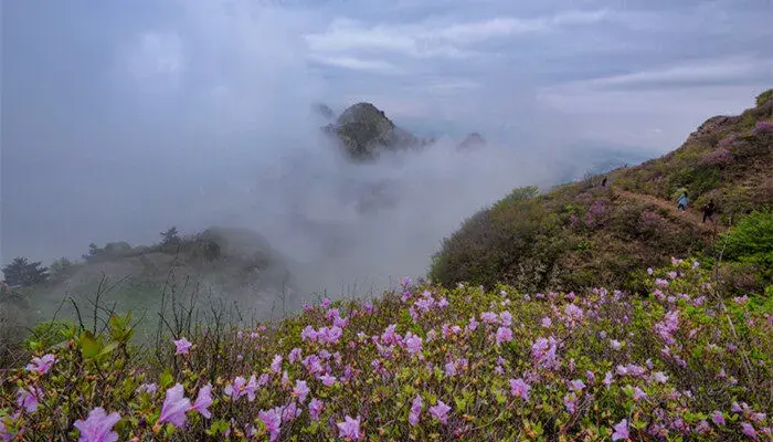 长生花的花语及寓意 长生花是什么意思