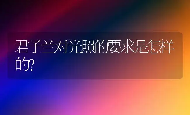 君子兰对光照的要求是怎样的？ | 绿植常识