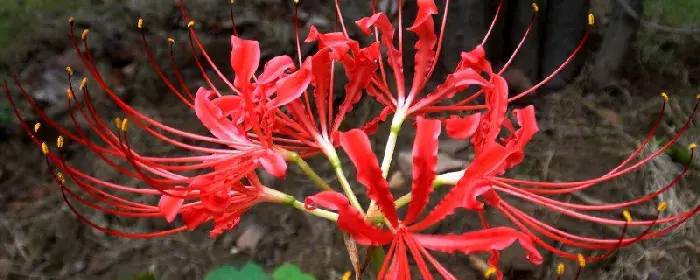 彼岸花不同颜色的花语