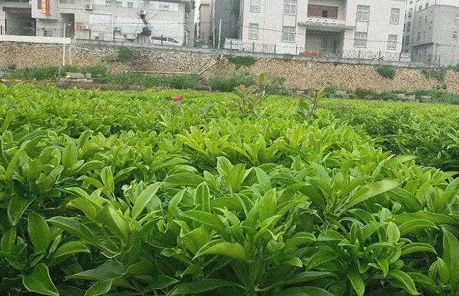 非洲茉莉的养殖对策和小心事项