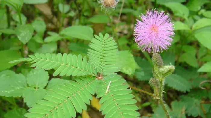 含羞草会开花吗