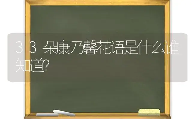 33朵康乃馨花语是什么谁知道？ | 绿植常识