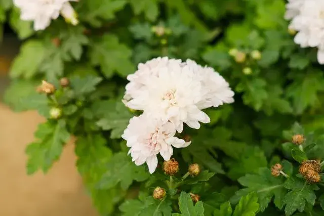 百合和白菊花代表啥？