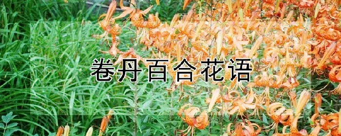 卷丹百合花语