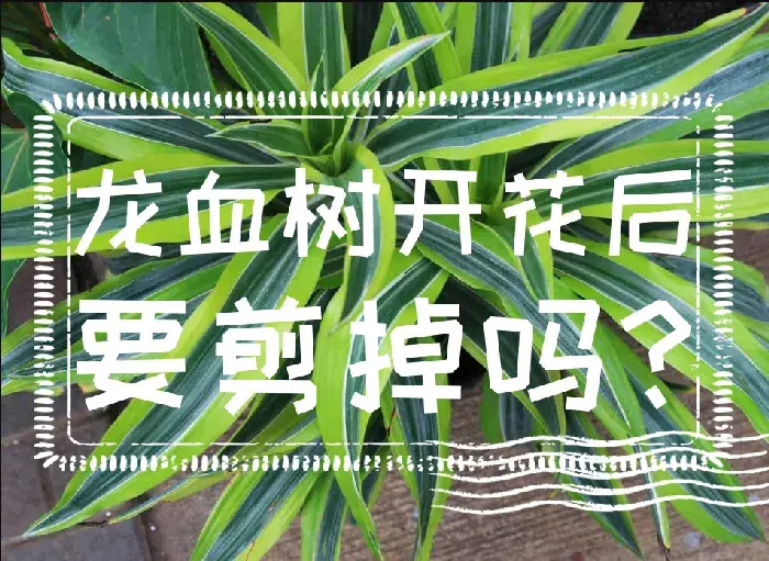 龙血树开花后要剪掉吗？龙血树的特点