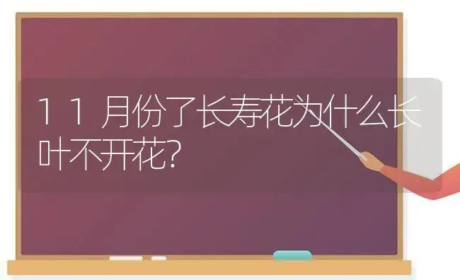 11月份了长寿花为什么长叶不开花？ | 多肉养殖