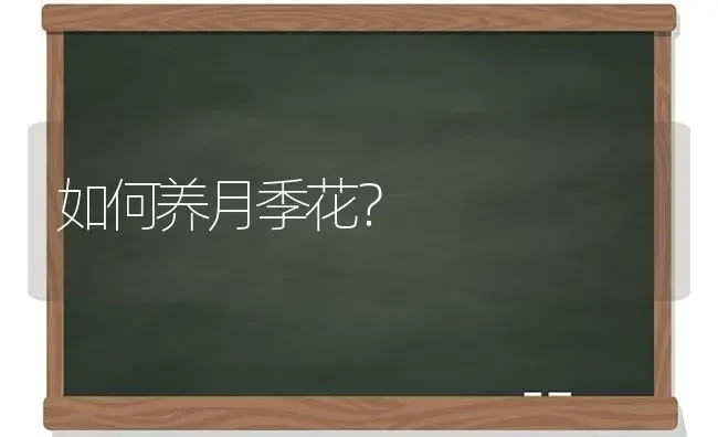 如何养月季花？ | 绿植常识