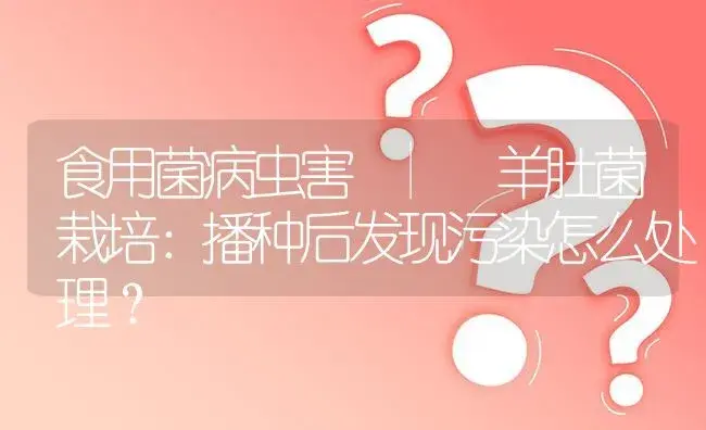 羊肚菌栽培：播种后发现污染怎么处理？ | 菌菇种植