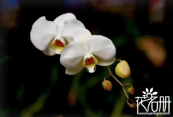 白色蝴蝶兰花语是什么，爱情纯洁友谊珍贵_花语大全