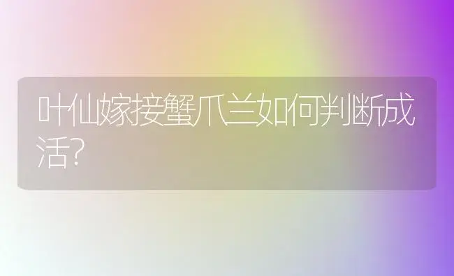 叶仙嫁接蟹爪兰如何判断成活？ | 多肉养殖