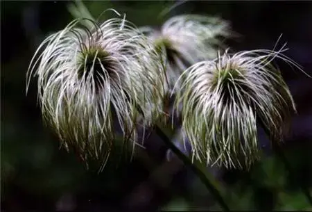 白头翁的花语和传说