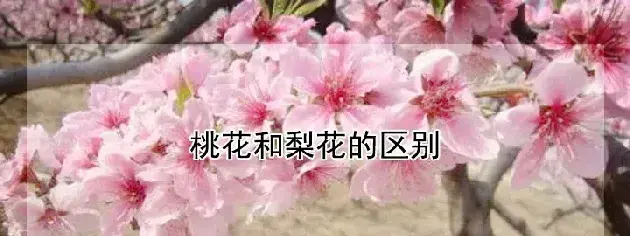 桃花和梨花的区别