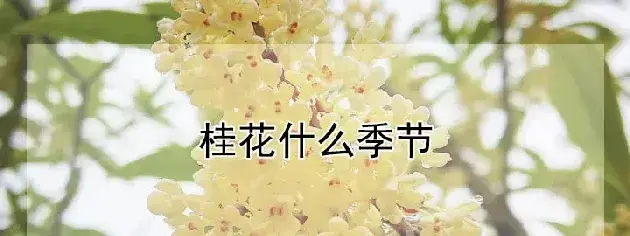 桂花什么季节