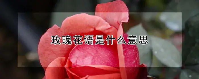 玫瑰花语是什么意思