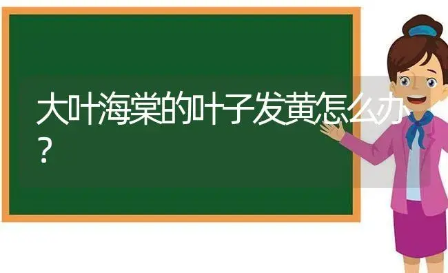 大叶海棠的叶子发黄怎么办？ | 绿植常识