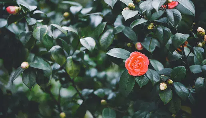 山茶花的花语和寓意