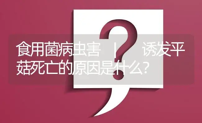 诱发平菇死亡的原因是什么？ | 菌菇种植