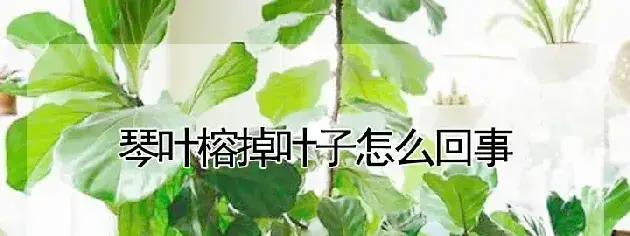 琴叶榕掉叶子怎么回事