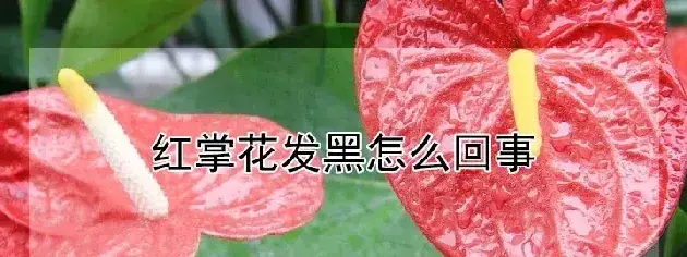 红掌花发黑怎么回事