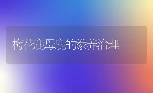 梅花鹿母鹿的豢养治理 | 家庭养花