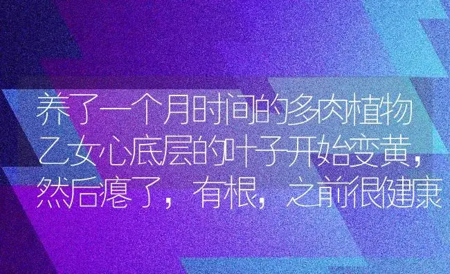 养了一个月时间的多肉植物乙女心底层的叶子开始变黄,然后瘪了,有根,之前很健康,土的透气性也很好？ | 多肉养殖