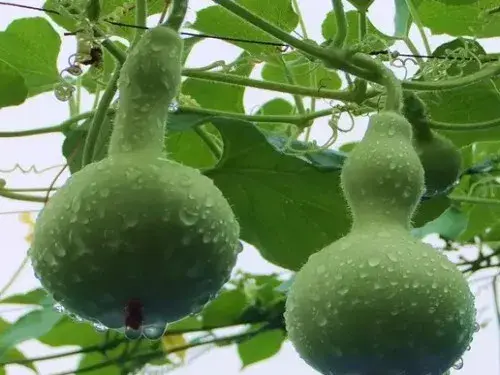 花卉果蔬盆景 | 盆栽葫芦的种植方法