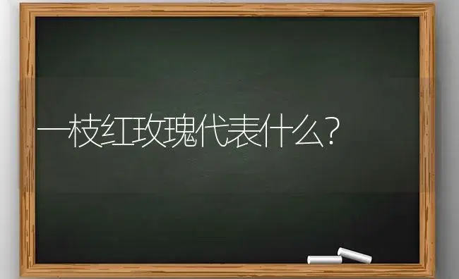 一枝红玫瑰代表什么？ | 绿植常识