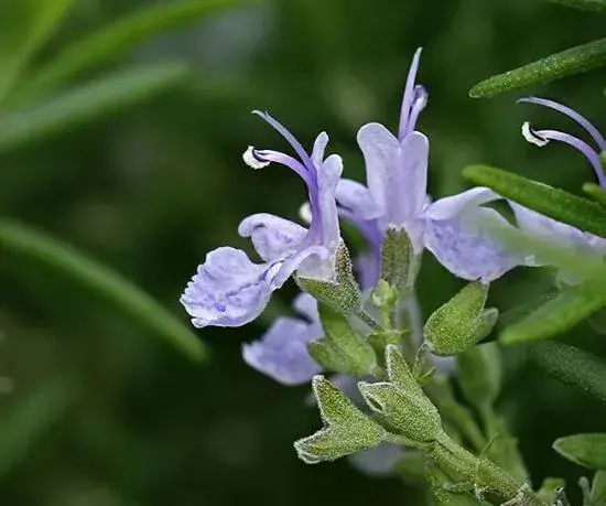 迷迭香花语有哪些？