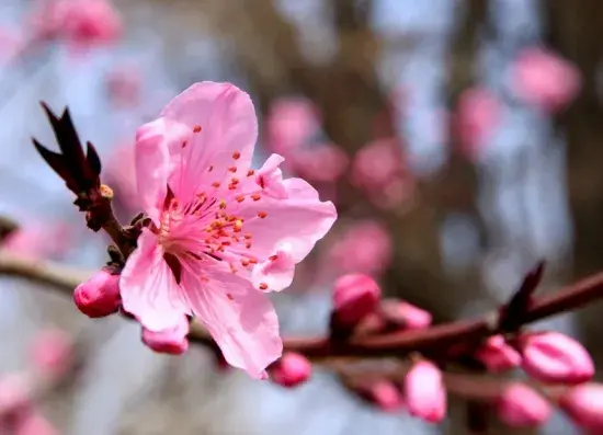 25种常见花花语大全