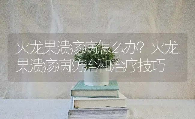 火龙果溃疡病怎么办？火龙果溃疡病防治和治疗技巧 | 果木种植