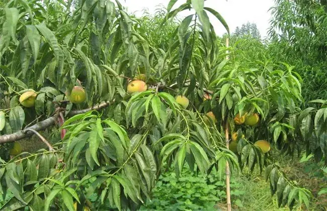 黄桃种植技术