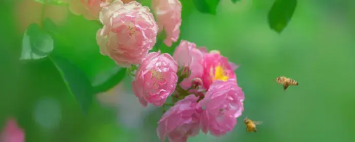 蔷薇的花语和寓意 蔷薇的花语和寓意是什么