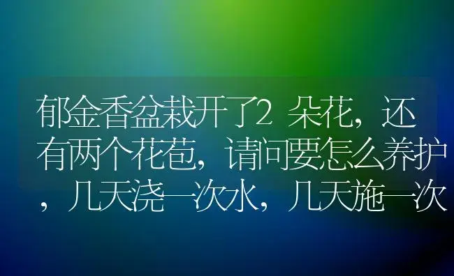 郁金香盆栽开了2朵花，还有两个花苞，请问要怎么养护，几天浇一次水，几天施一次肥，施什么肥？ | 绿植常识