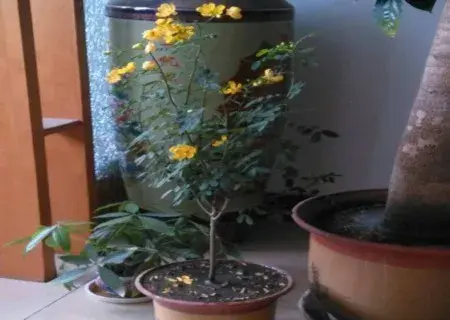 花卉果蔬盆景 | 盆栽黄花槐种植技术