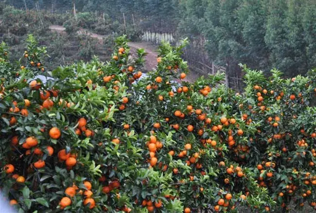 沙糖桔高产种植技术